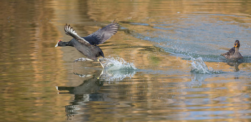 Single Red Knobbed Coot running on water of a pond with a splash