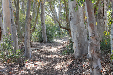 little path at the trail
