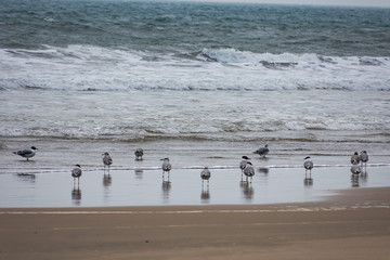 A group of birds eating fish after tide went back near sea beach looking beautiful.