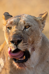 Portrait of a big lioness licking the blood from her face after eating a kill