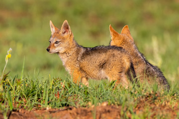 Two Black Backed Jackal puppies play in short green grass to develop skills