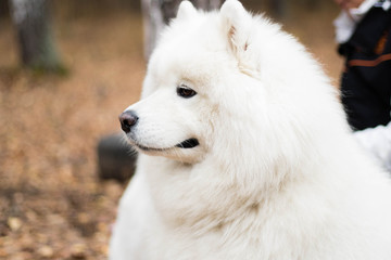 Samoyed dog