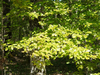 Quercus robur - Feuillage dense vert-jaune et vert foncé, luisantes du chêne pédonculé