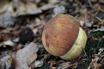 Young, very tasty edible mushroom Boletus pinophilus growing in the deciduous forest under beech. Also  known as the pine bolete or pinewood king bolete. Natural environment.