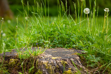 Obraz premium Large old tree stump covered with moss and green grass in summer forest.