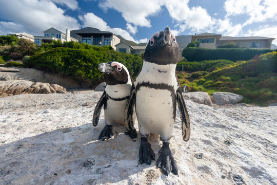 African Penguin Cape Town National Parks And Nature Reserves Of South Africa