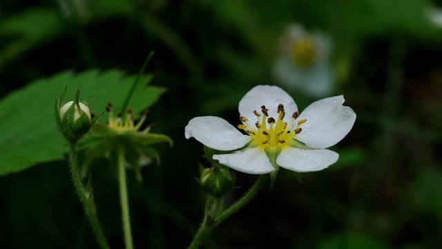 Wild strawberry blooms in natural environment - (4K)