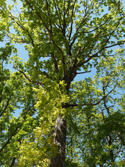 Quercus robur - Houppe irrégulière du Chêne pédonculé avec ses branches noueuses