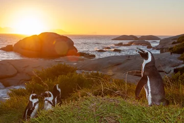 Crédence de cuisine en verre imprimé Parc national du Cap Le Grand, Australie occidentale pingouin africain cap parcs nationaux et réserves naturelles d& 39 afrique du sud