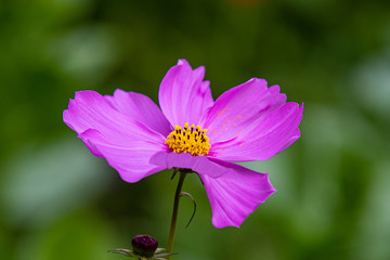 Fototapeta premium A Cosmos flower in bloom
