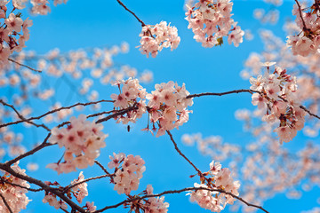 Fototapety  Kwitnące różowe drzewa z latającą pszczołą