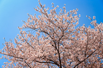 Blooming Japanese Cherry Tree