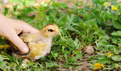 Woman farmer holding a little chicken in her hands against the background of grass. Farm birds, cubs.