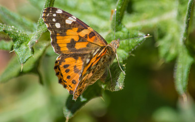 Butterfly of the species vanessa del cardo (Vanessa cardui), a moth belonging to the Ninfalidi family.