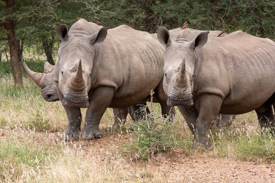 rhino in the savannah national parks and nature reserves of south africa