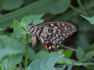 beautiful colorful butterfly on leaves.