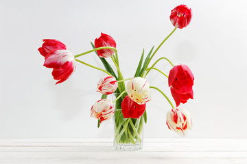 Two-color red and white tulips in a glass vase with water