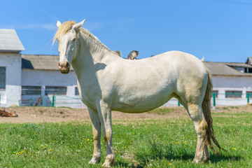 Obraz premium The kitten sits on the back of a bright horse against the sky.