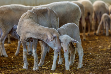 Obraz na płótnie Canvas Sheep and lamb, organic sheep farm, Marmara region, Turkey