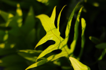 Close up of Phymatosorus scolopendria or commonly called monarch fern, musk, maile-scented,...