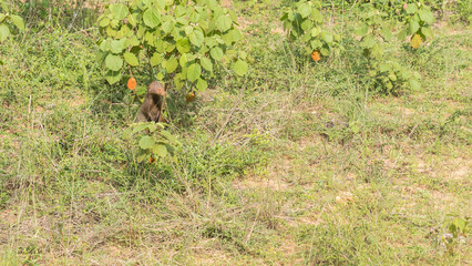A wild mongoose in the grass in Sri Lanka