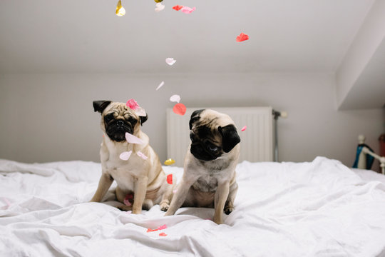 Dogs and confetti