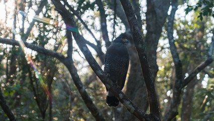 Wild black eagle standing on a forest tree branch in Sri Lanka