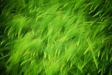 Detail of the Barley Spike