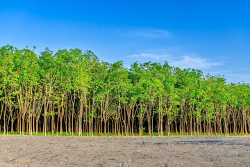Fototapeta na wymiar Para rubber tree, latex rubber plantation and tree rubber
