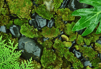 Deep woods essence for hydration and moisturizing, Tropical forest, Natural organic background