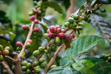 plantación de café