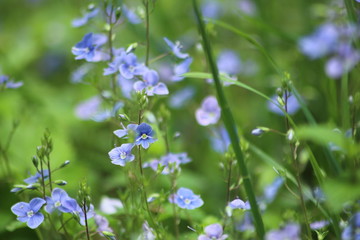 Fleurs Bleues en Printemps