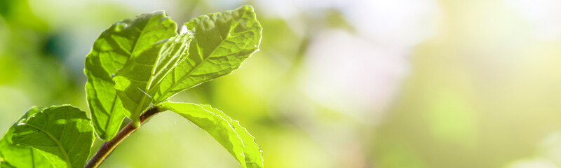 Banner size,Green nature leaves are the background used as a background.