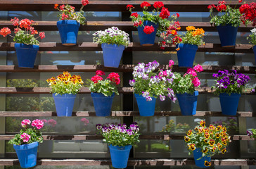 Fototapeta na wymiar Vertical garden full of attached blue flowerpots