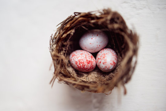 Three speckled eggs in a tiny bird nest