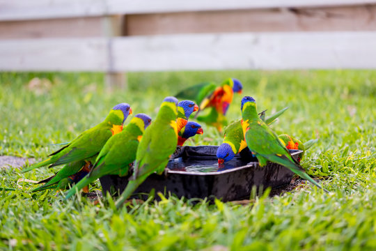 Parrots in a garden, Australia.