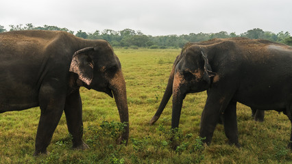 Two wild Asian elephants communicating using trunks in Minneriya National Park, Sri Lanka