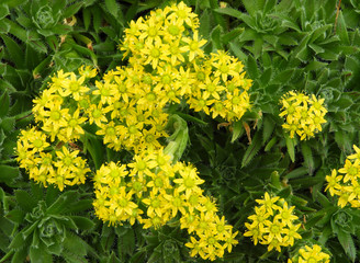 Yellow flowers of a house leek