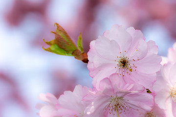Pink cherry blossoms