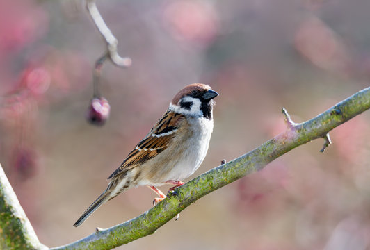 Eurasian Tree Sparrow sitting on a twig