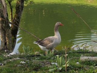 Gans an See