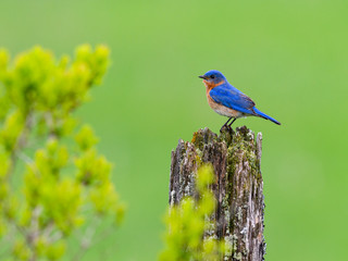 Obraz premium Eastern Bluebird Sitting on Post in Spring on Green Background