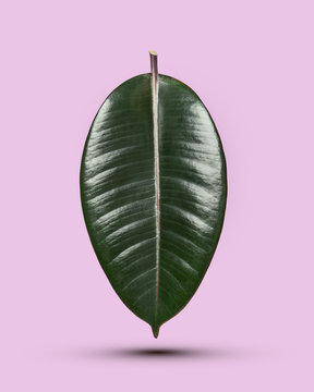 Ficus leaf isolated on a pink background