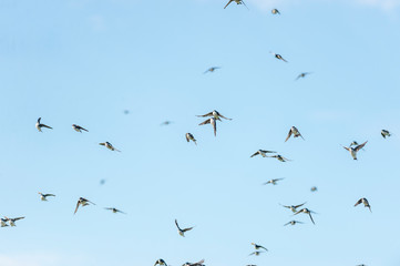 Flock of tree swallows flying in chaotic formation