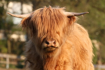 HIGHLAND CATTLE IN FARM. COW WOTH HORN. LIVE IN VILLAGE