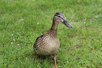 Un canard au printemps