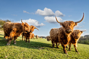 HIGHLAND CATTLE IN FARM. COW WOTH HORN. LIVE IN VILLAGE - obrazy, fototapety, plakaty