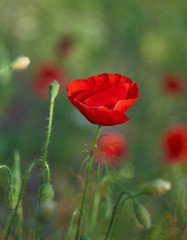 Naklejka premium blooming red poppy in the field in the spring afternoon