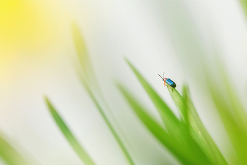 Tiny insect (oulema melanopus) conquering the top of a leaf. Yellow blurred daffodil on the side of the image.