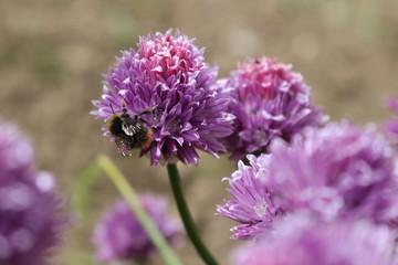 Bee pollination in chives